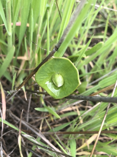 iNaturalist observation photo of miner's lettuce