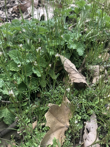 iNaturalist observation photo of hairy bittercress