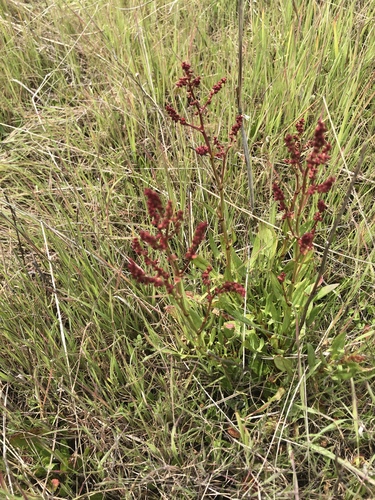 iNaturalist observation photo of Sheep's sorrel