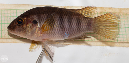 Thysochromis ansorgii