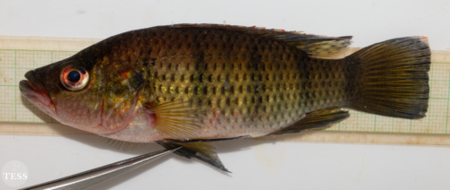 Banded Jewelfish