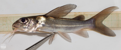 Chrysichthys nigrodigitatus