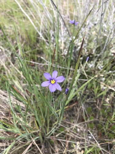 iNaturalist observation photo of western blue-eyed grass