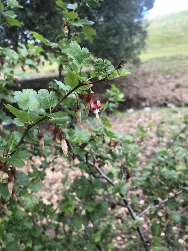iNaturalist observation photo of hillside gooseberry