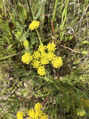 iNaturalist observation photo of Foothill desert-parsley