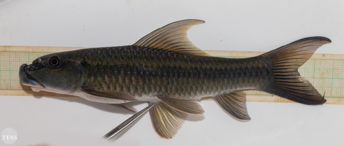 Labeo ogunensis