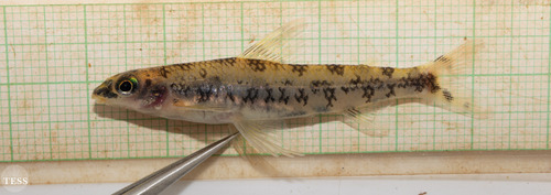 African Striped Darter