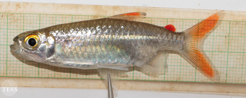 Opaline Robber