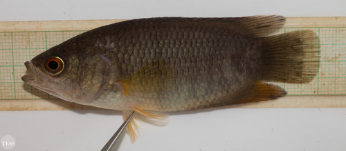 Tailspot Ctenopoma