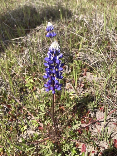 iNaturalist observation photo of Sky Lupine