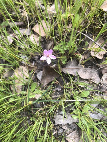 iNaturalist observation photo of Redstem Stork's-bill