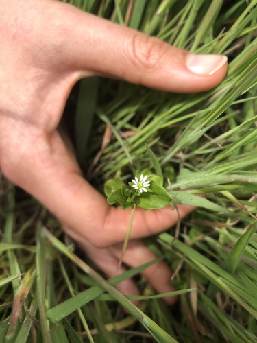 iNaturalist observation photo of chickweeds