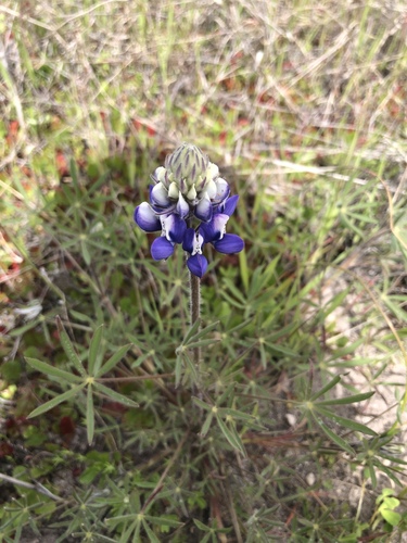 iNaturalist observation photo of Sky Lupine