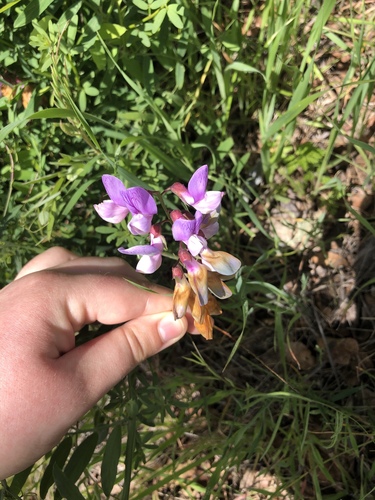 iNaturalist observation photo of Pacific pea