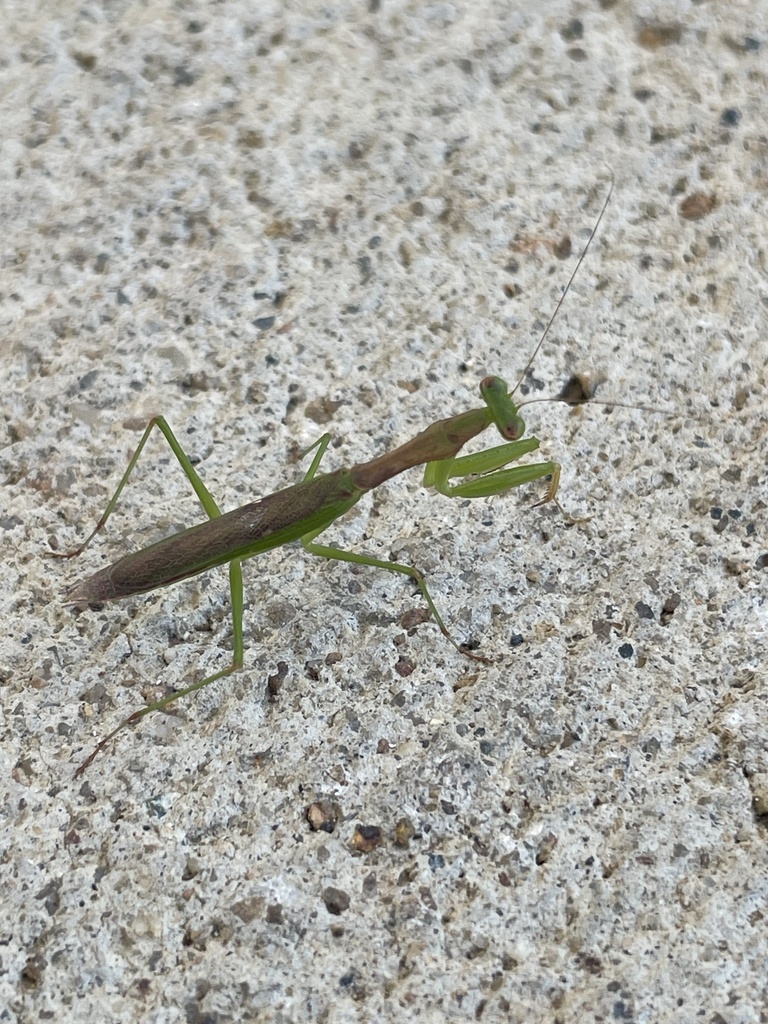 Callimantis antillarum from Culebra National Wildlife Refuge, Culebra ...