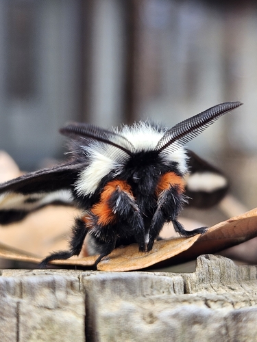 Eastern Buck Moth