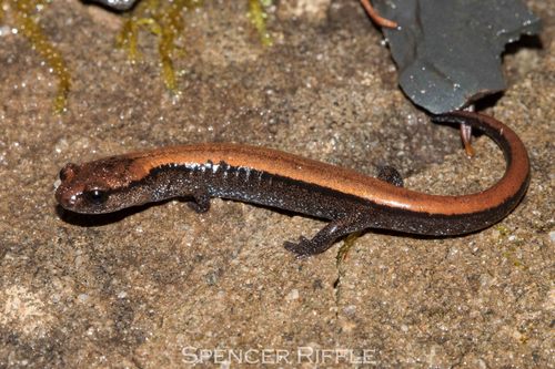 Del Norte Salamander
