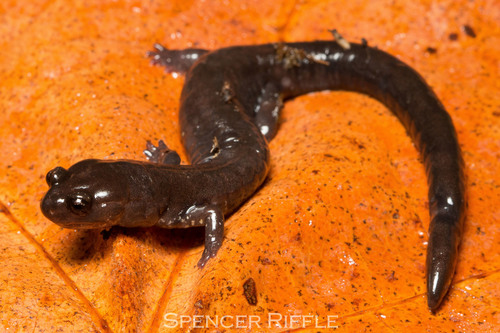 Del Norte Salamander