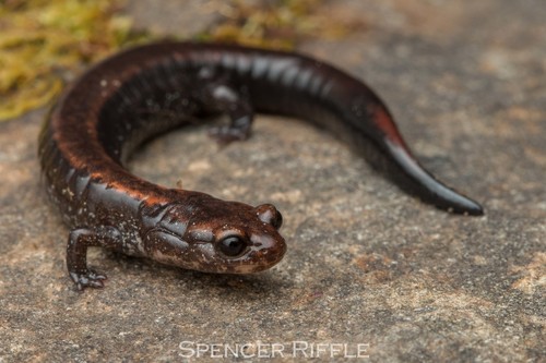 Del Norte Salamander