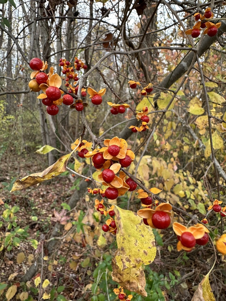 Oriental bittersweet from huntley meadows park alexandria va us on