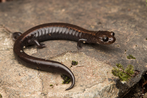 Del Norte Salamander