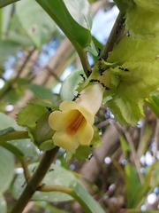 Drymonia macrophylla image