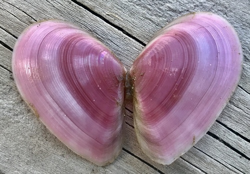 Rose-petal tellin
