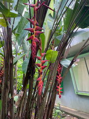 Heliconia pogonantha image