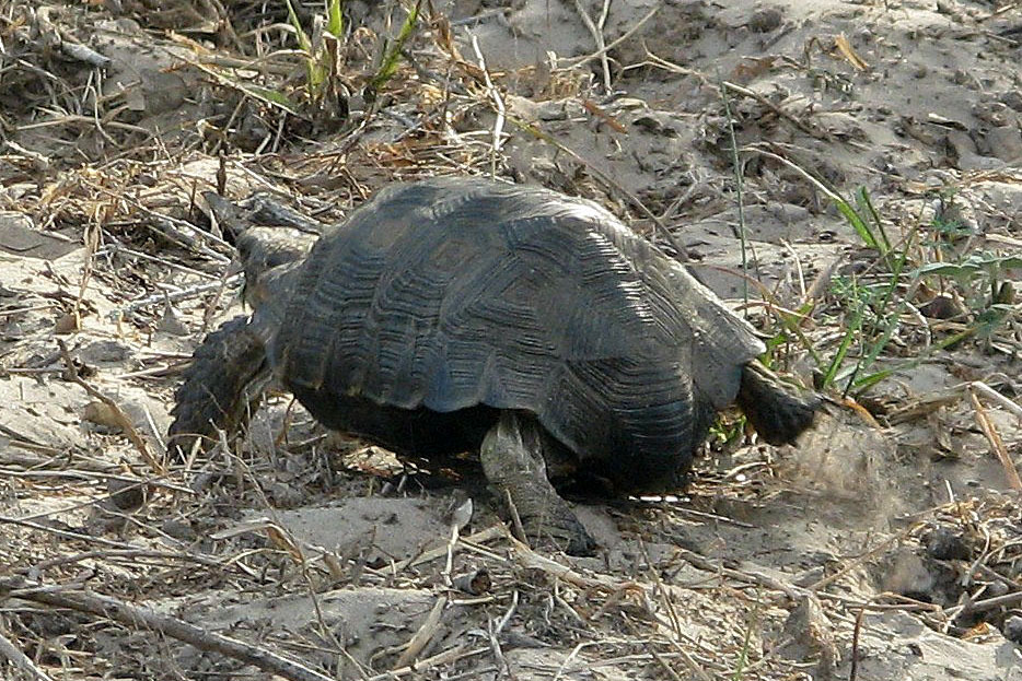 Texas Tortoise in April 2009 by jlculler. The smallest tortoise species ...