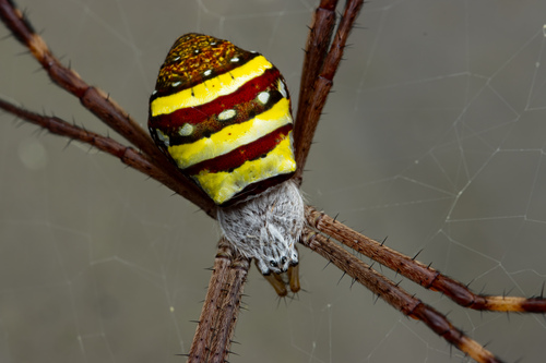 Argiope keyserlingi Karsch, 1878