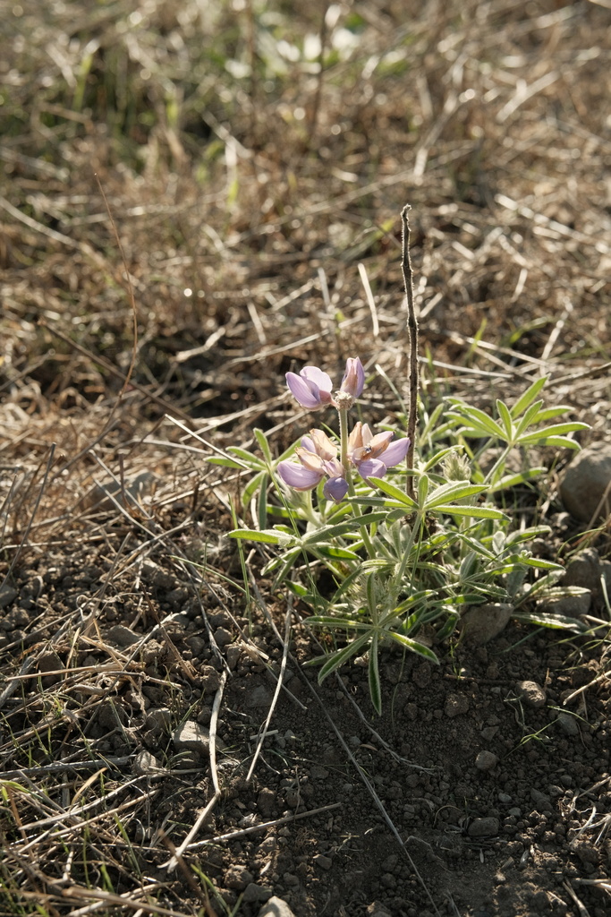 Summer lupine from tilden nature area richmond ca us on november 12