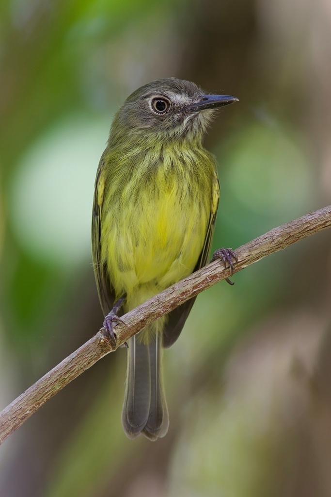 Stripe-necked Tody-Tyrant photo