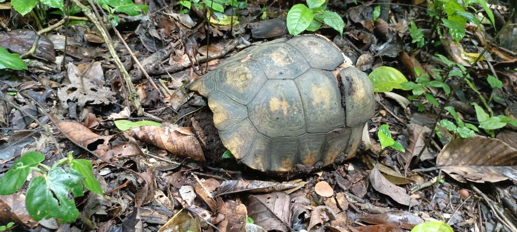 Brazilian Giant Tortoise in August 2023 by Pablo Alejandro Moreira ...