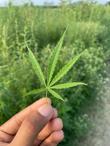 Cannabis