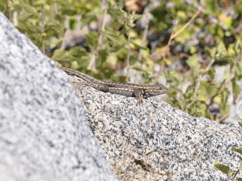 iNaturalist observation photo of Common Sagebrush Lizard