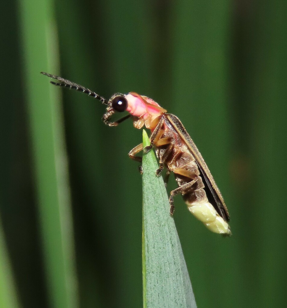 Common Eastern Firefly from Leavenworth, KS 66048, USA on July 2, 2022 ...