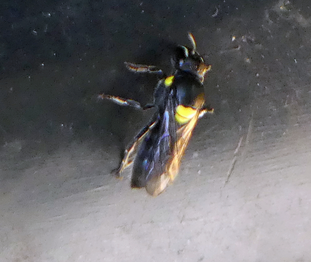 Cloudy Masked Bee from Wallaga Lake NSW 2546, Australia on November 1 ...