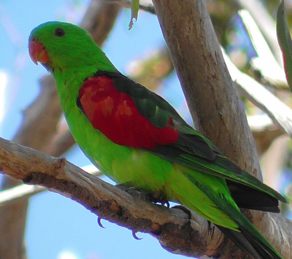 Red-winged Parrot from Watsonville QLD 4887, Australia on November 16 ...