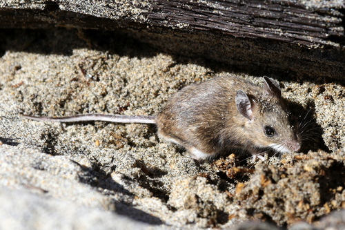 Gambel's Deer Mouse