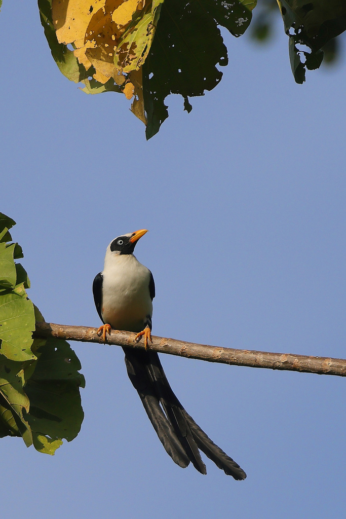 Bare-eyed Myna (Streptocitta albertinae) photo