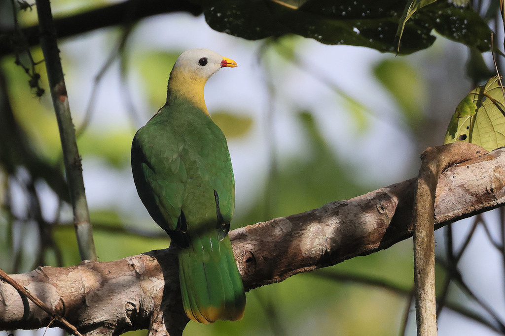 Sula Fruit-Dove photo