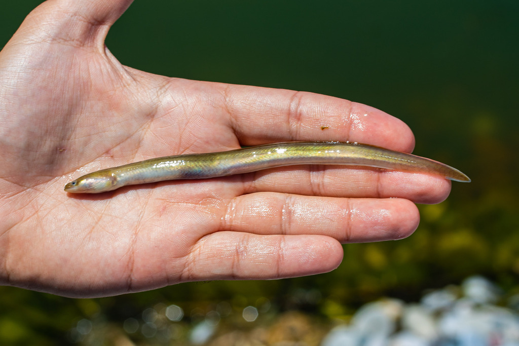 European Eel in June 2023 by Konstantinos Kalaentzis · iNaturalist