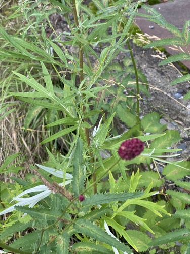 Great burnet