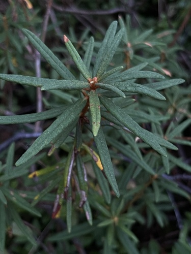 marsh Labrador tea