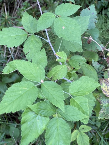 Sakhalin raspberry