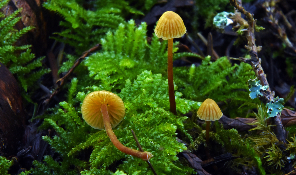 hairy leg bell from Bridle Trails, Kirkland, WA, USA on March 19, 2017 ...