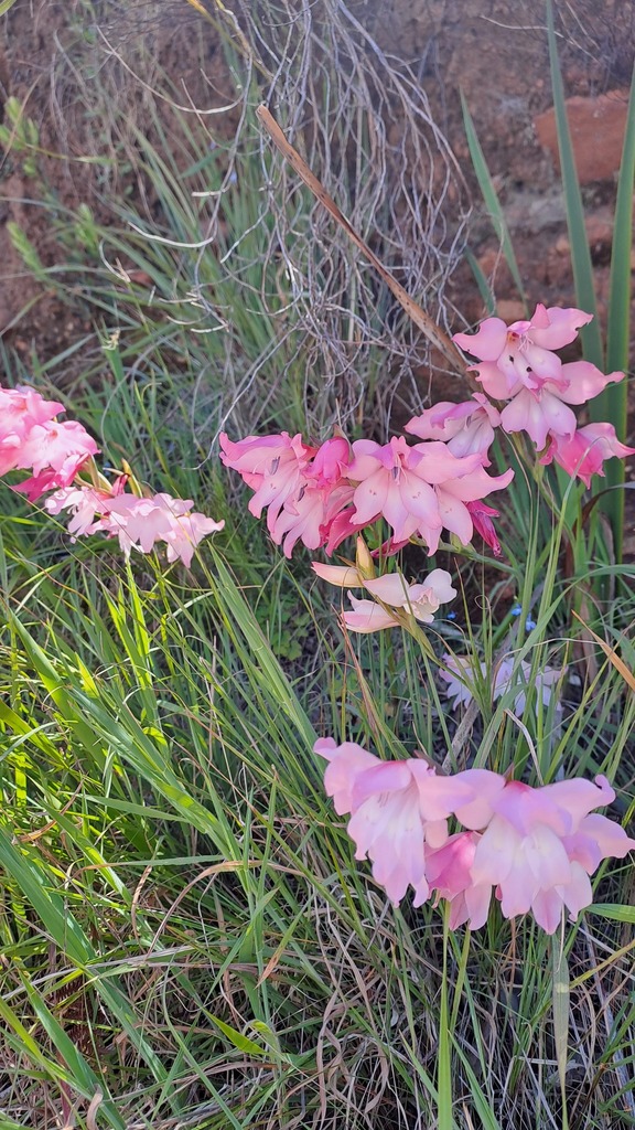 Painted Lady From Somerset West Cape Town South Africa On November 9   Large 