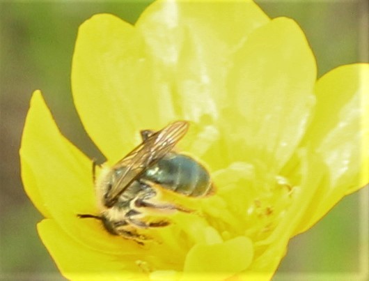 Blue mining bee
