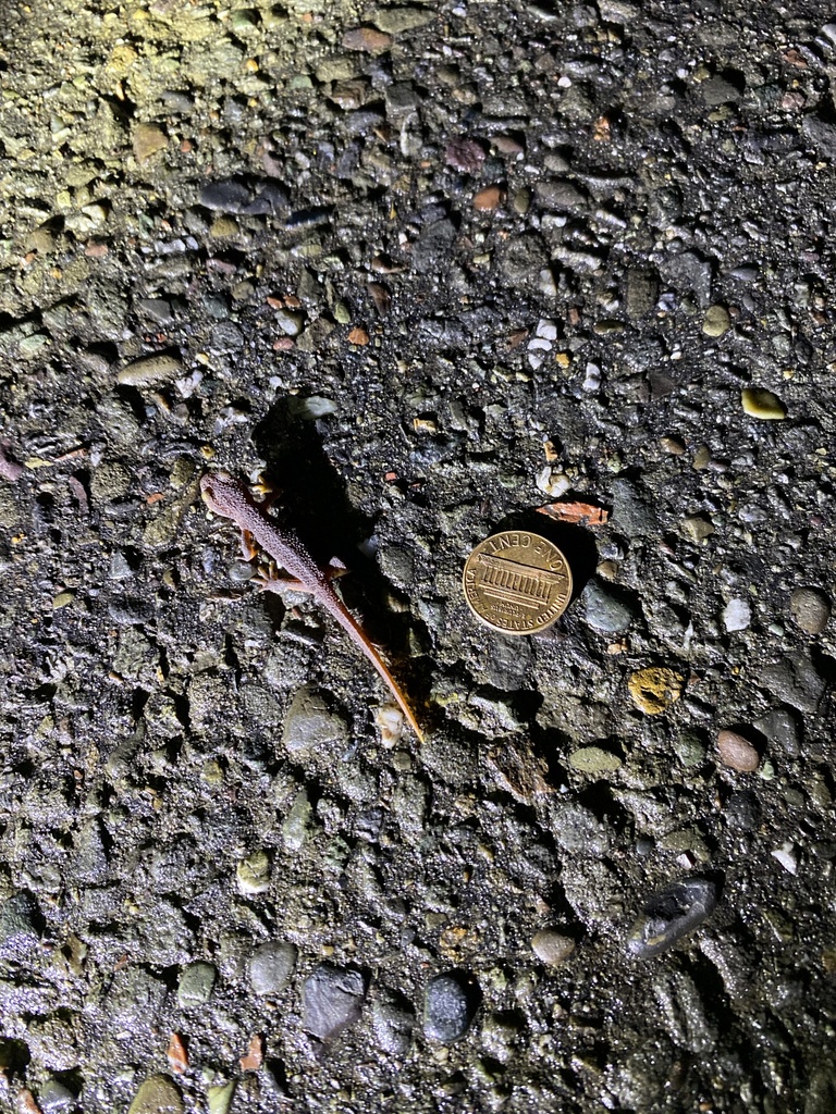 Roughskinned Newt from Spring Hill Rd, Petaluma, CA, US on November 15, 2023 at 0820 PM by