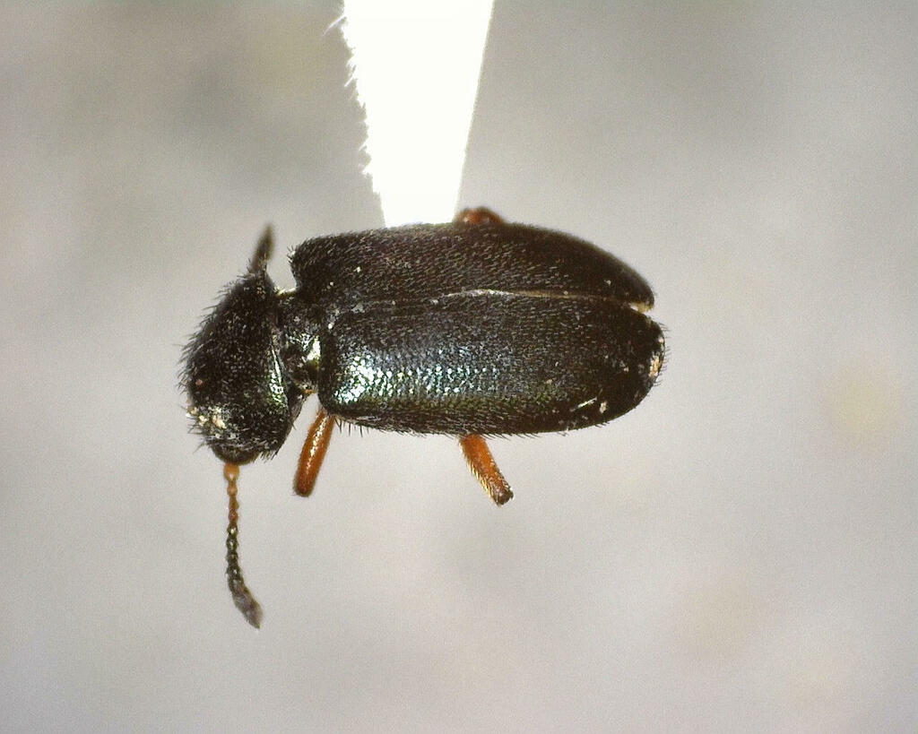 Redlegged Ham Beetle From Kimble County, Tx, Usa On June 13, 2023 At 10 